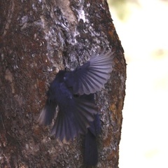 Melaenornis edolioides