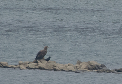 Haliaeetus albicilla