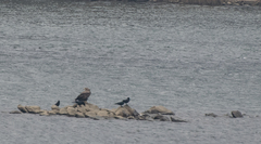 Haliaeetus albicilla