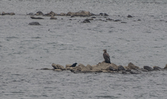 Haliaeetus albicilla