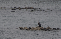Haliaeetus albicilla