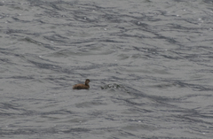 Tachybaptus ruficollis