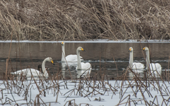 Cygnus cygnus
