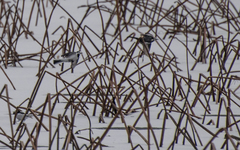 Motacilla alba