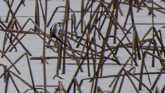 Motacilla alba
