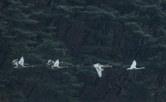 Cygnus cygnus