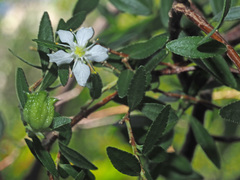 Agathosma crenulata