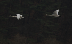 Cygnus cygnus