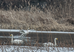 Cygnus cygnus