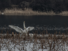 Cygnus cygnus