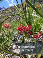 Codonorhiza micrantha