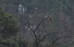 Accipiter gentilis