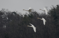 Cygnus cygnus