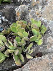 Crassula swaziensis
