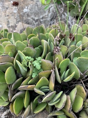 Crassula swaziensis