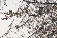 Fringilla montifringilla