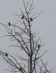 Coccothraustes coccothraustes