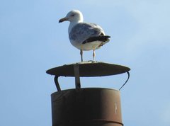 Larus argentatus