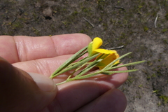 Argyrolobium filiforme