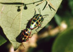 Calidea dregii