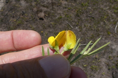 Argyrolobium filiforme