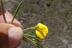 Argyrolobium filiforme