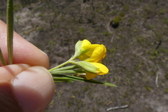 Argyrolobium filiforme