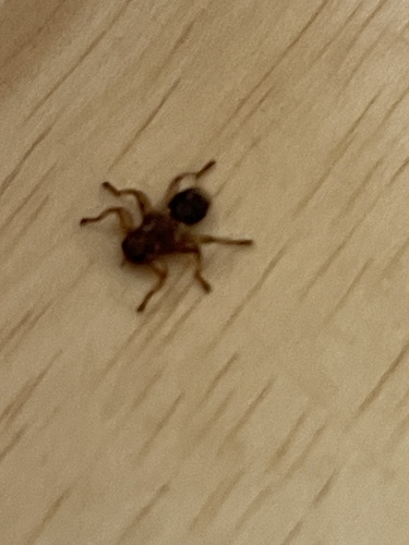 Unknown species found near American Legion Hwy, Boston, MA, US