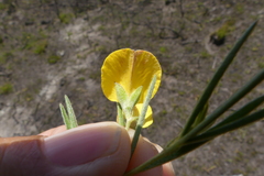 Argyrolobium filiforme