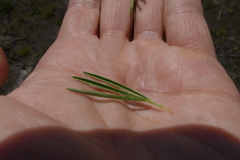 Argyrolobium filiforme