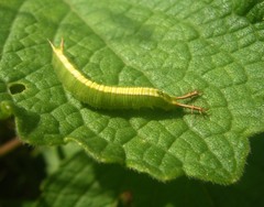 Apaturinae