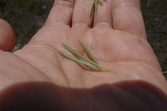 Argyrolobium filiforme