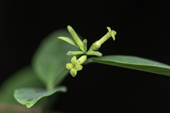 Wikstroemia