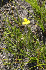 Argyrolobium filiforme