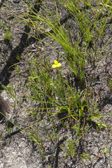 Argyrolobium filiforme