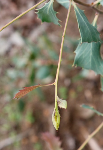 Image of Hakea cristata by (c) Margaret Langley, some rights reserved (CC BY)