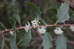 Hakea cristata