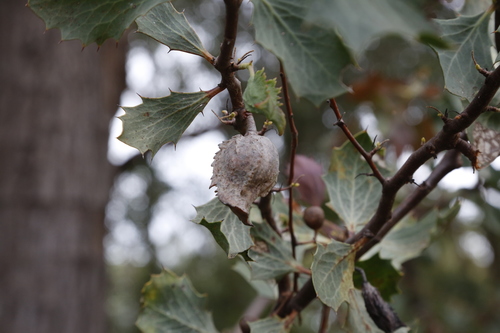 Image of Hakea cristata by (c) Margaret Langley, some rights reserved (CC BY)