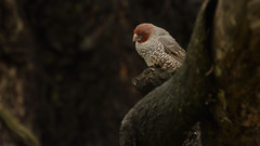 Amadina erythrocephala