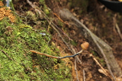Psilocybe subtropicalis