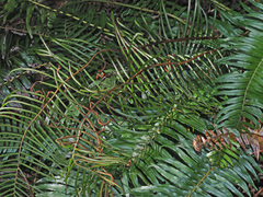Blechnum punctulatum