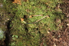 Psilocybe subtropicalis