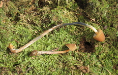 Psilocybe subtropicalis