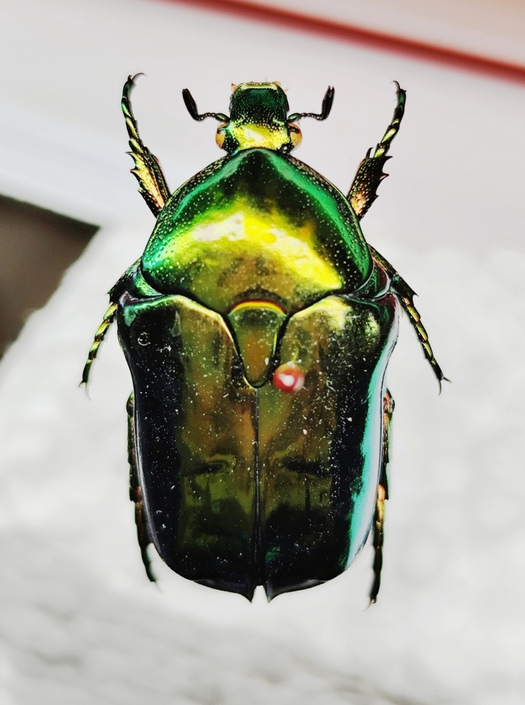 Protaetia vietnamosinica