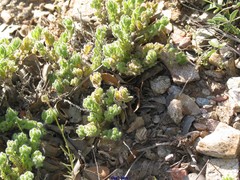 Teucrium rotundifolium