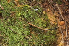 Psilocybe subtropicalis