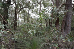 Hakea cristata