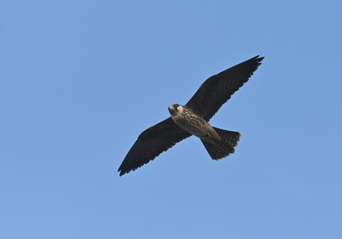 Faucon d'Éléonore