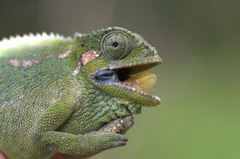 Trioceros