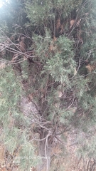 Juniperus semiglobosa, photograph (c) Михаил Орлов, some rights reserved (CC BY)